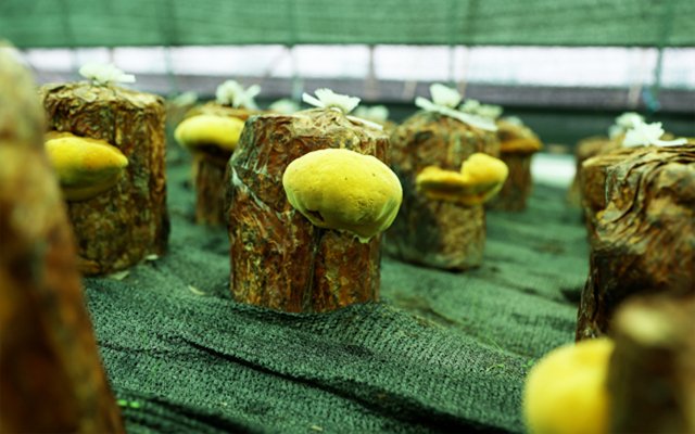 石斛亚美登录注册手机版登录