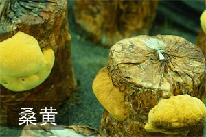 继续了解其中心位于安徽霍山