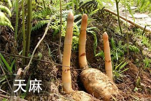 山地气候复杂多变