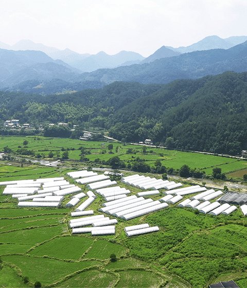 桑黄口腔抑菌液