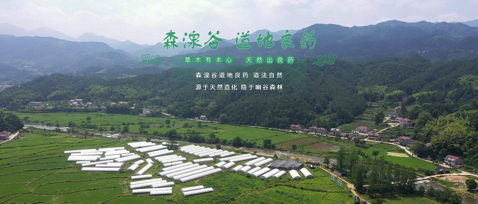 森湶谷推广中药材仿野生有机栽培技术 